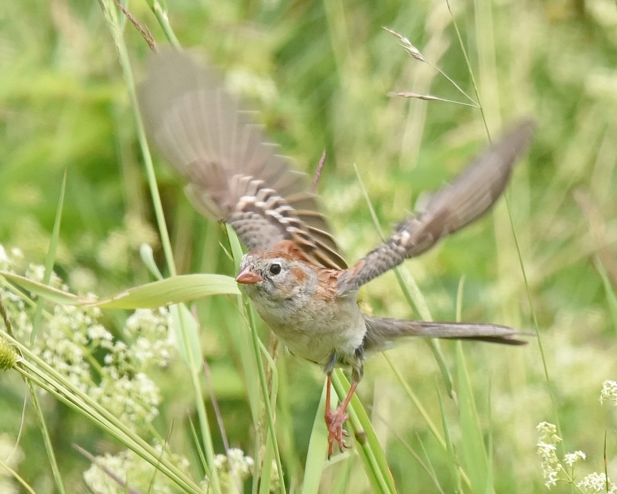Field Sparrow - ML620558018