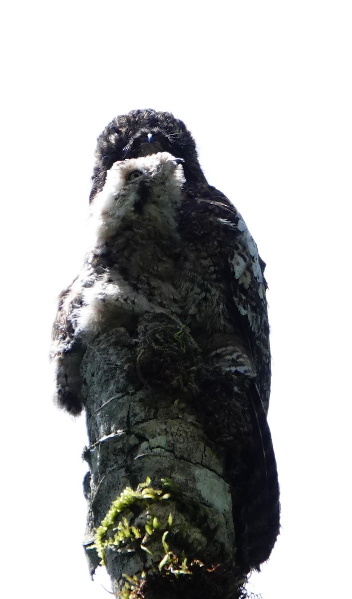 Andean Potoo - ML620558024