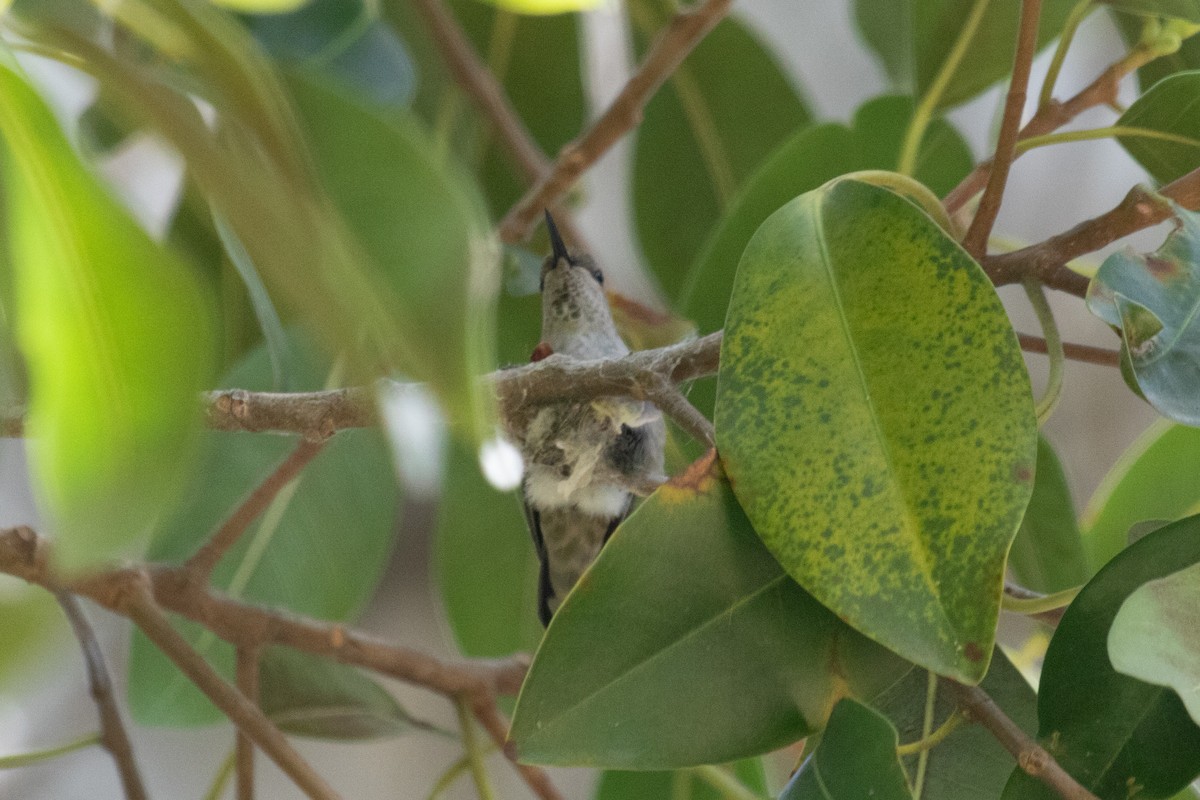 Anna's Hummingbird - ML620558028