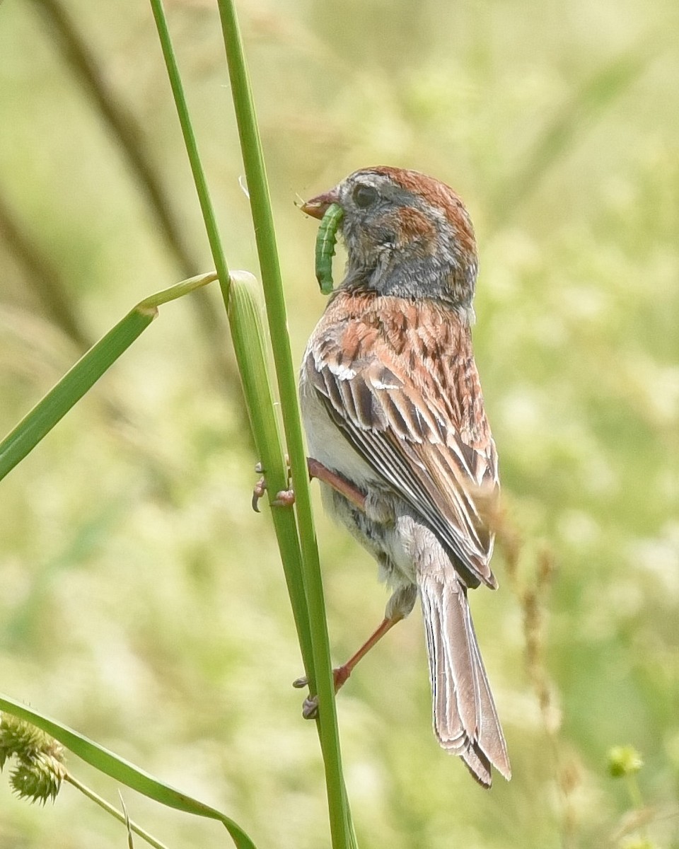Field Sparrow - ML620558033