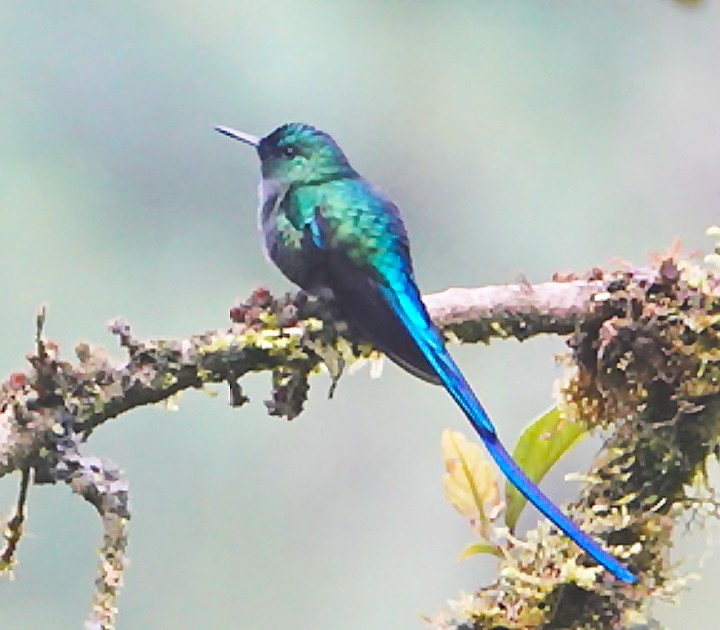 Long-tailed Sylph - ML620558051