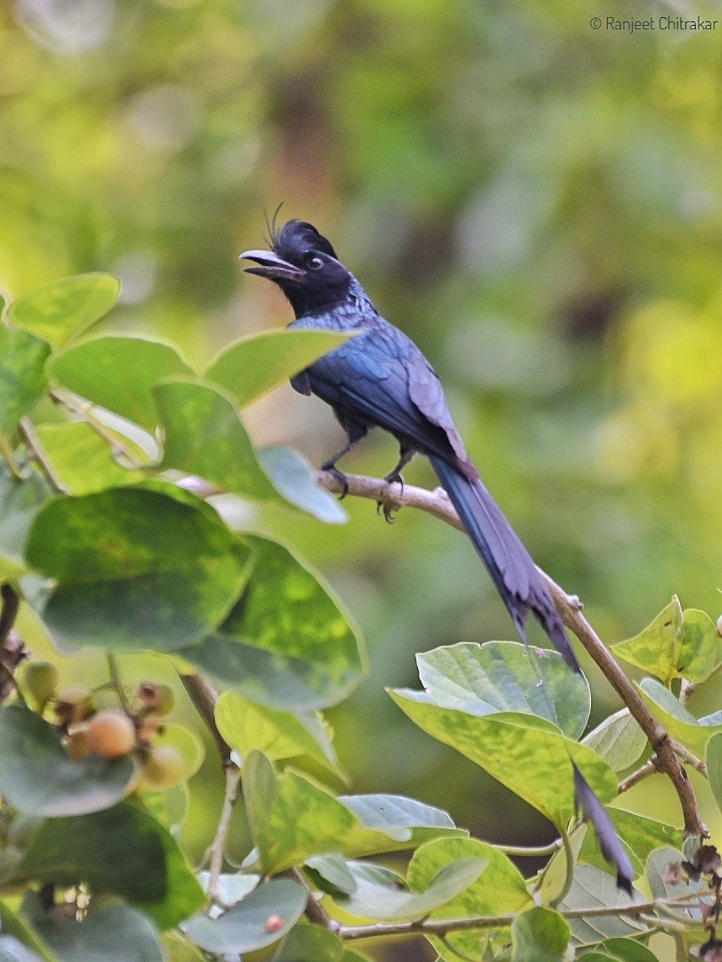 Greater Racket-tailed Drongo - ML620558056