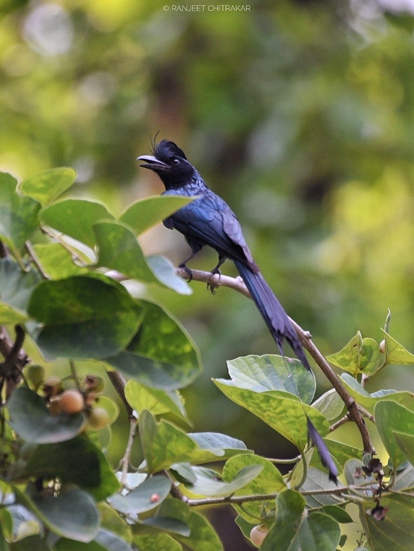 Greater Racket-tailed Drongo - ML620558057