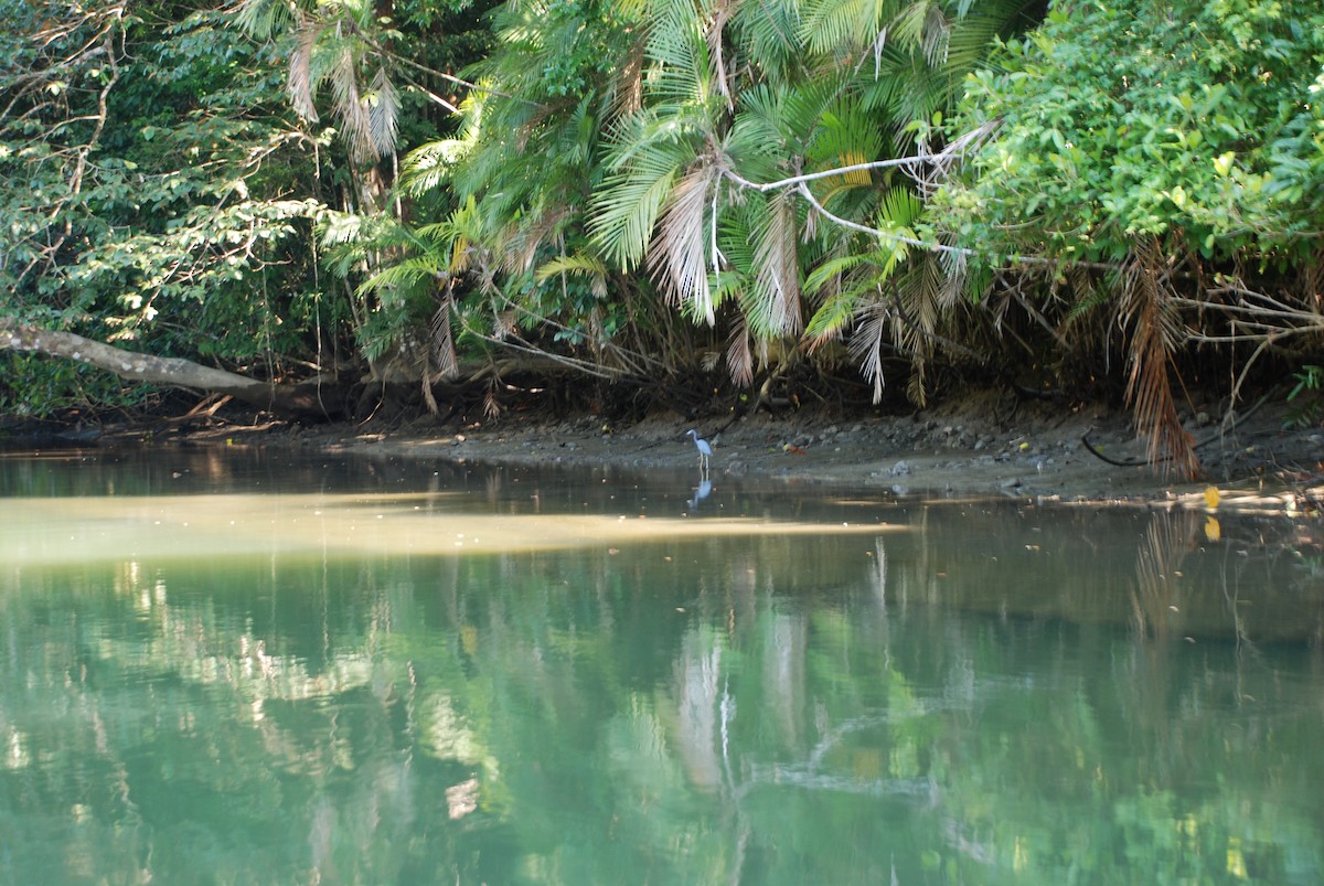 Little Blue Heron - ML620558060