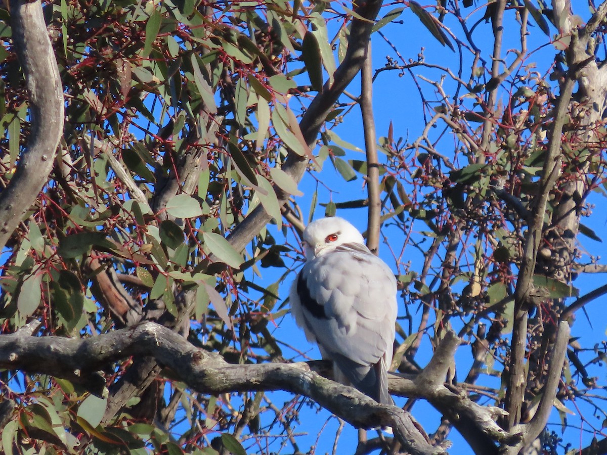 Black-shouldered Kite - ML620558071