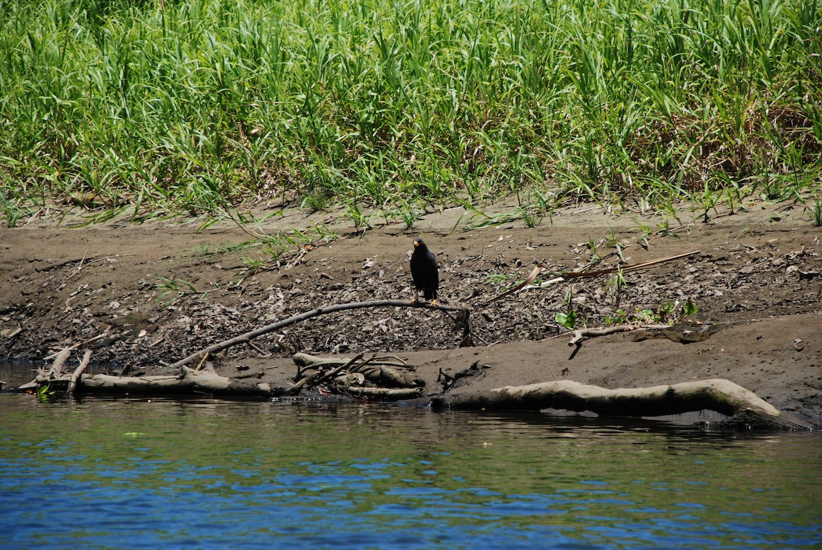 Common Black Hawk - ML620558074