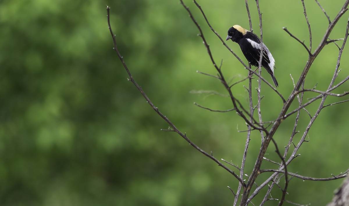 Bobolink - Alex Eberts