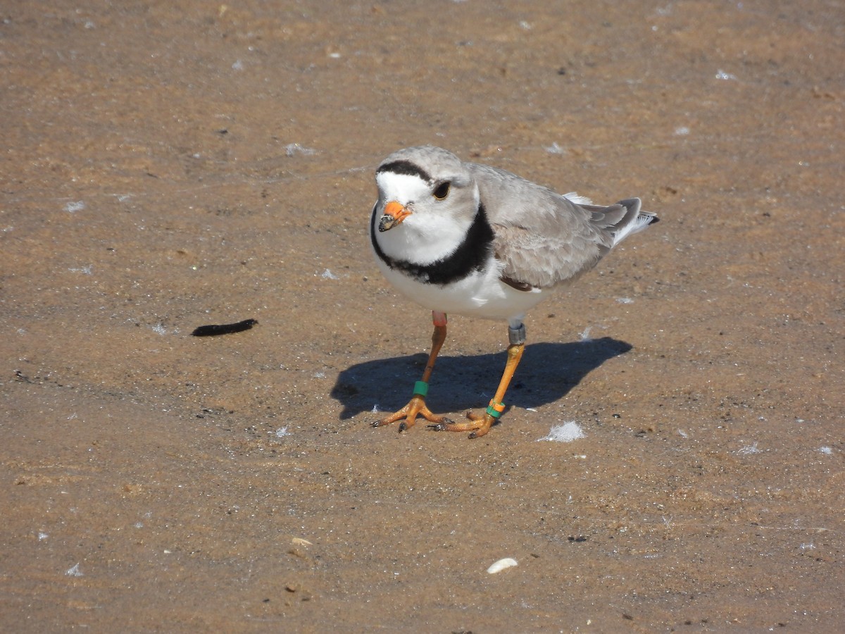 Piping Plover - ML620558086