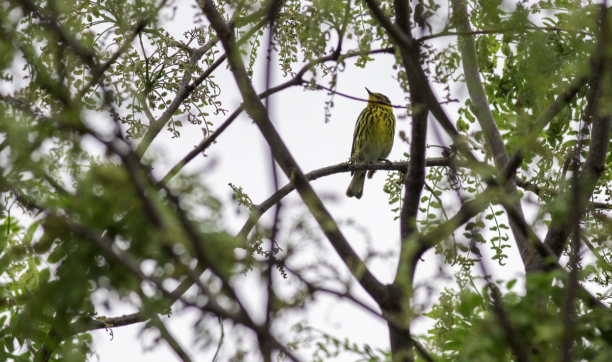 Cape May Warbler - ML620558087