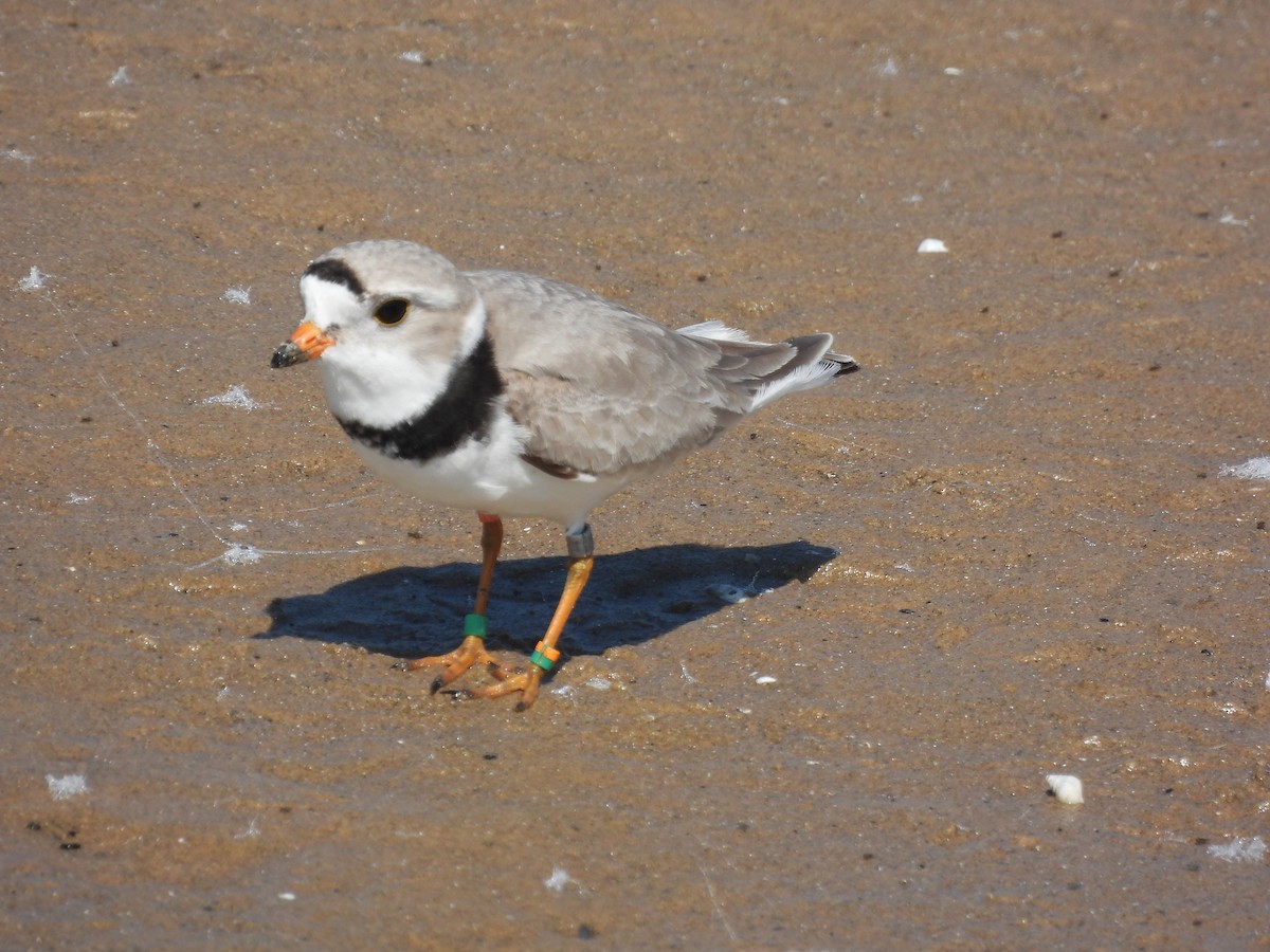 Piping Plover - ML620558088