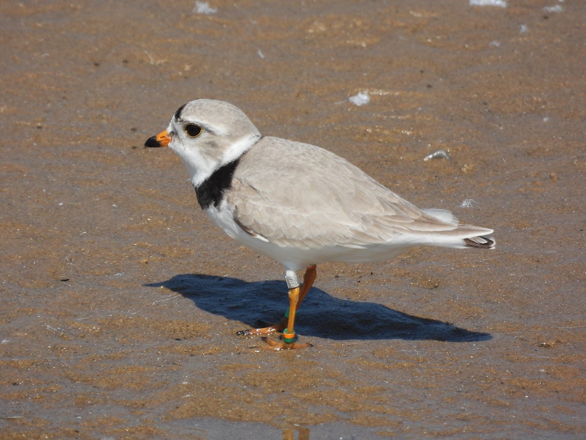 Piping Plover - ML620558090