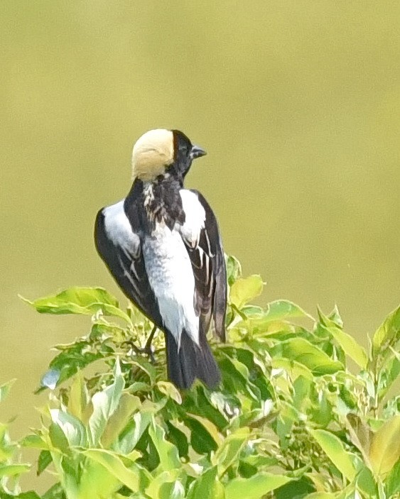 Bobolink - Barb and Lynn