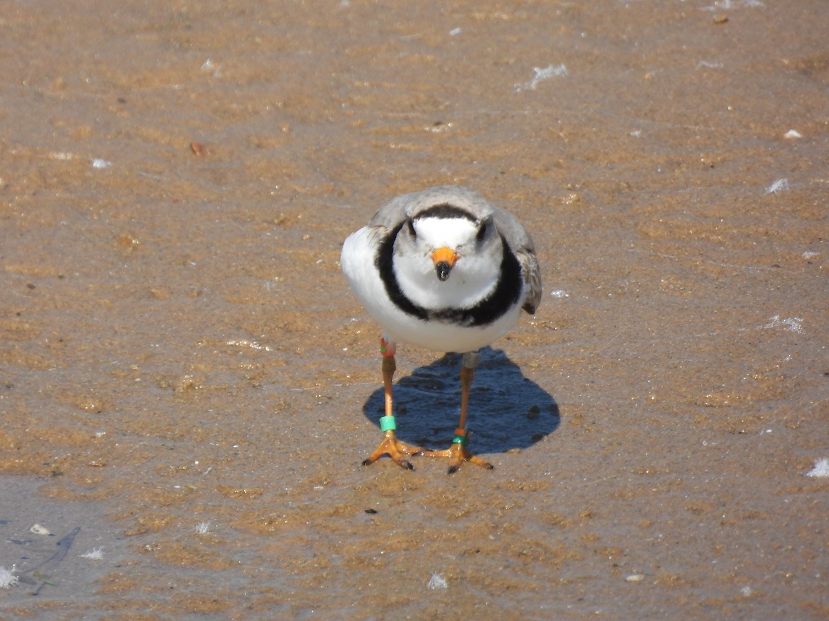 Piping Plover - ML620558093