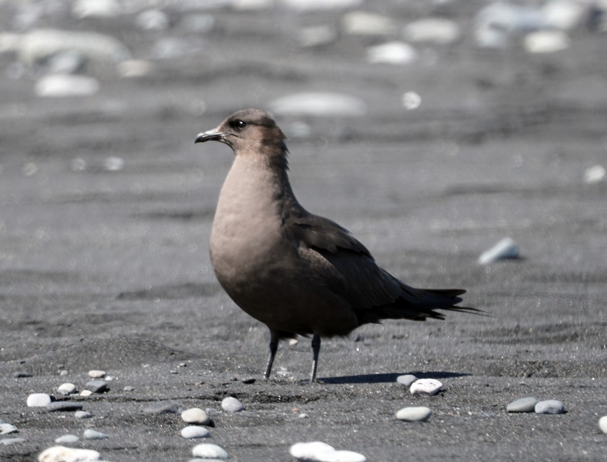 Parasitic Jaeger - ML620558098