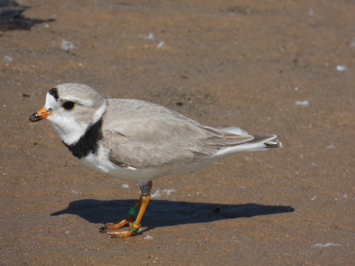 Piping Plover - ML620558101