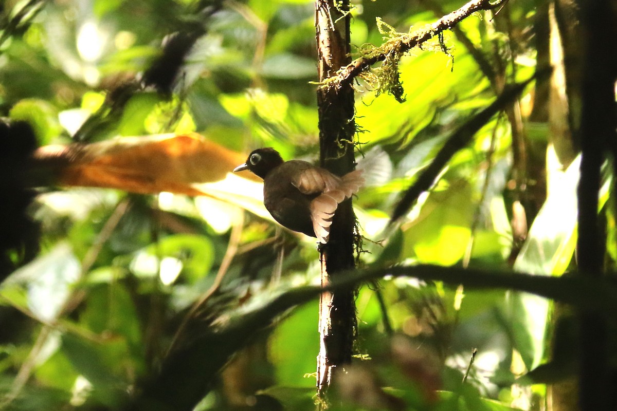 Chestnut-crested Antbird - ML620558103