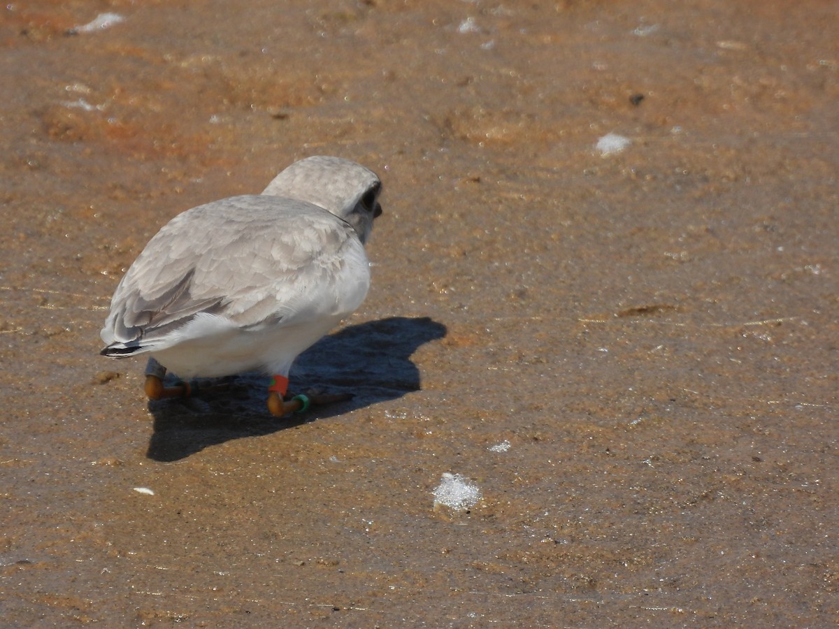 Piping Plover - ML620558105