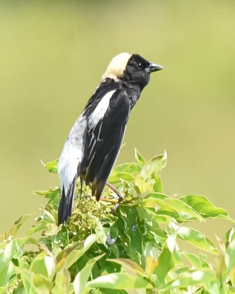 Bobolink - Barb and Lynn