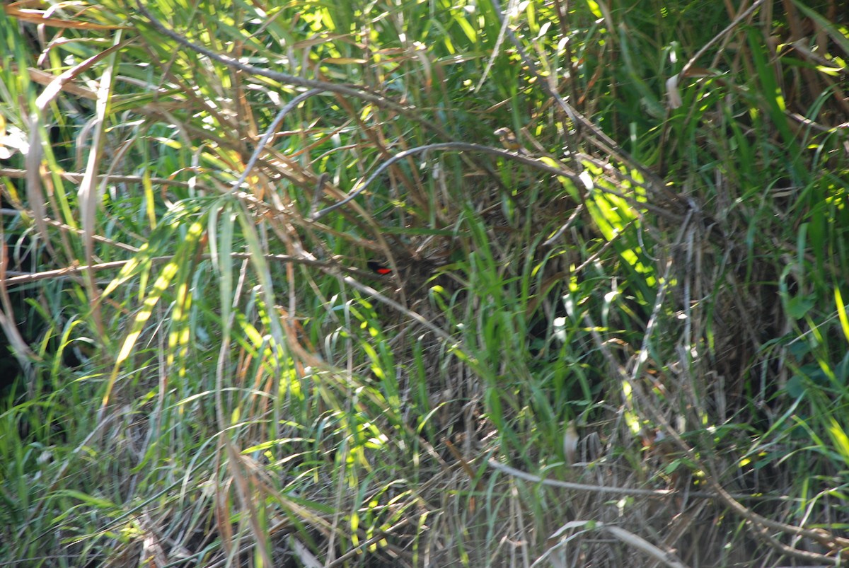 Scarlet-rumped Tanager - ML620558108