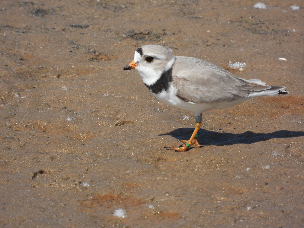 Piping Plover - ML620558110