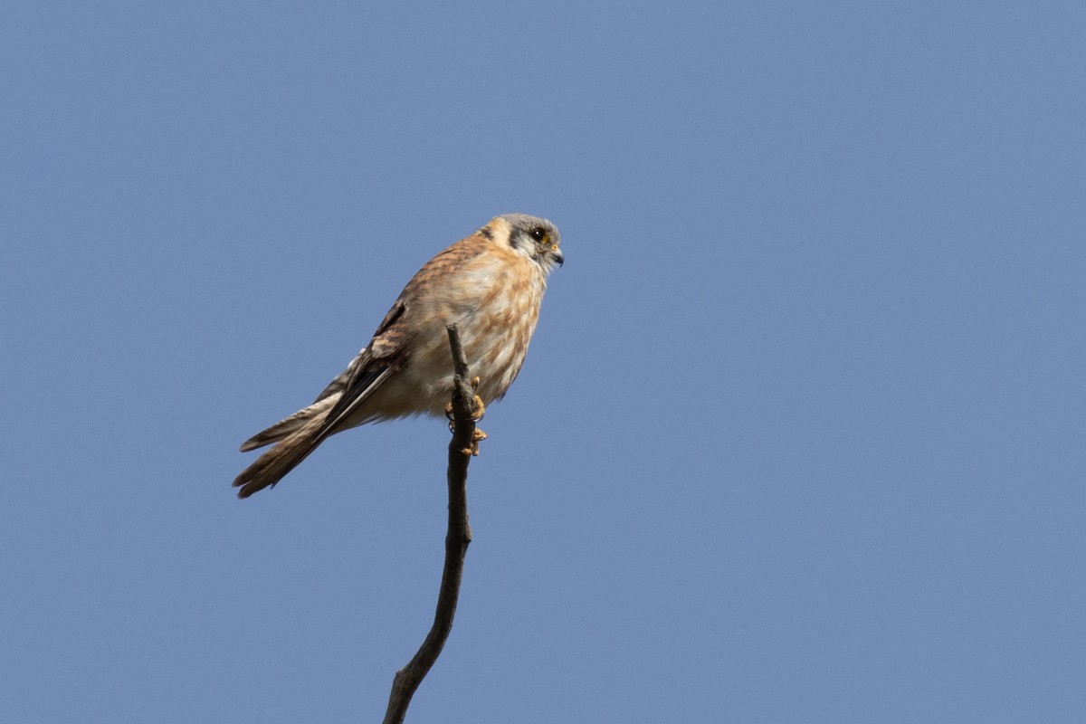 American Kestrel - ML620558112