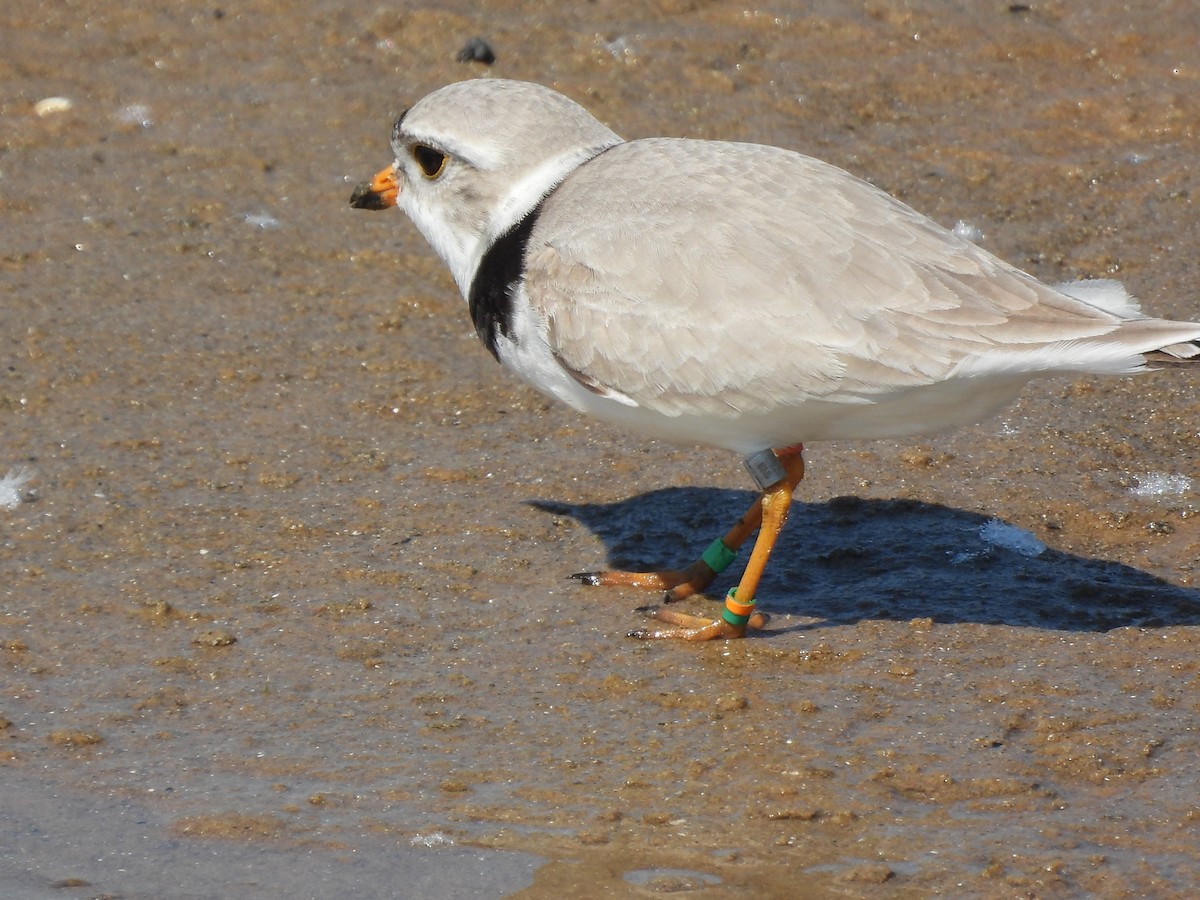 Piping Plover - ML620558113