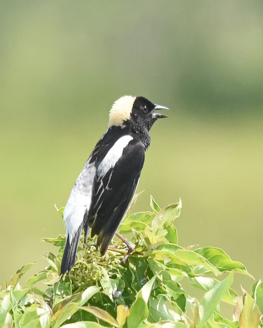 Bobolink - ML620558114