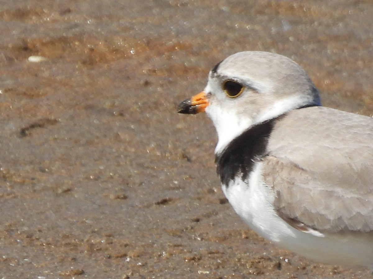 Piping Plover - ML620558115