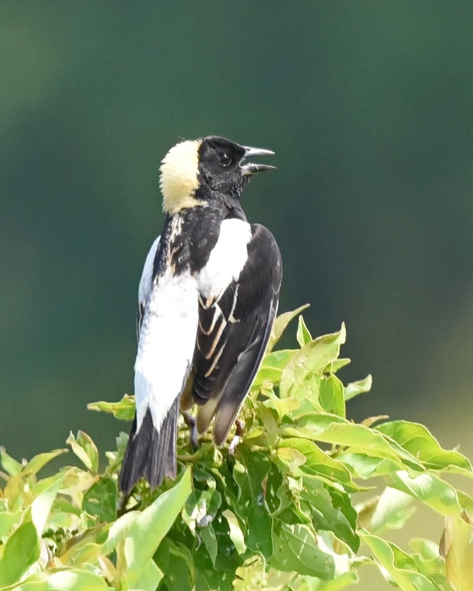 bobolink - ML620558119