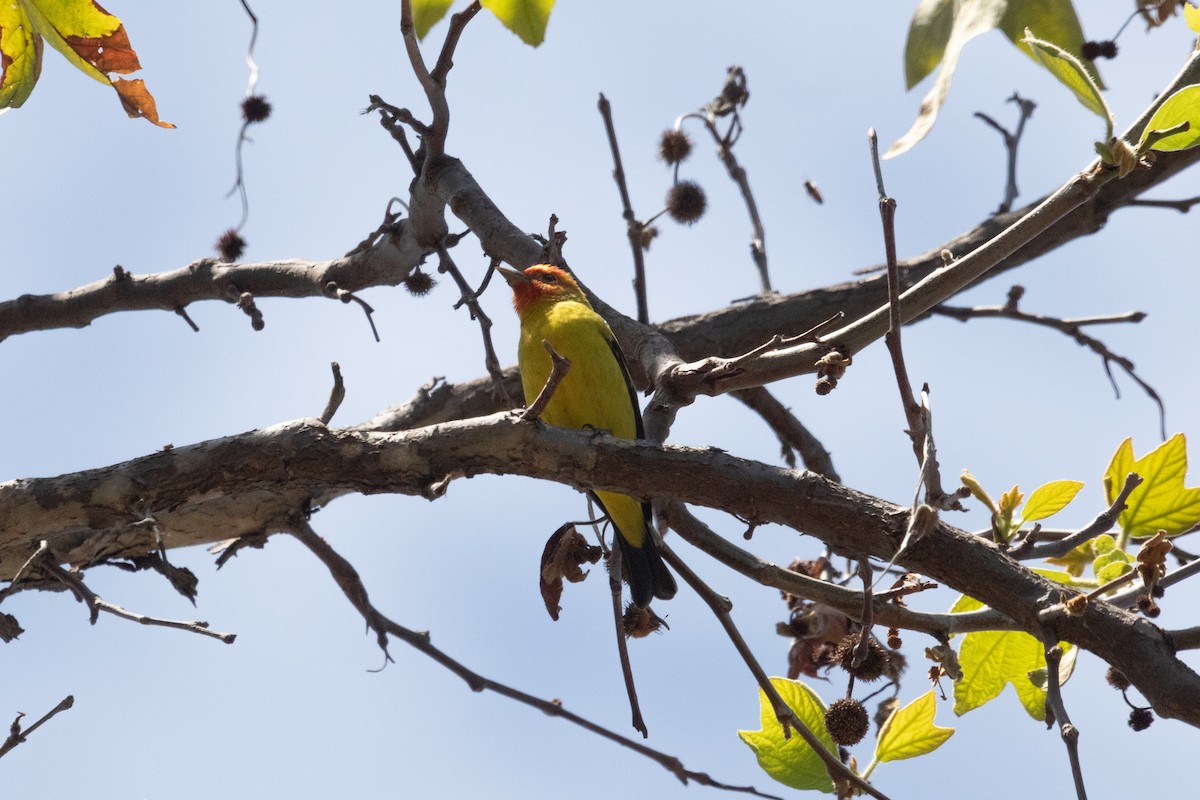 Western Tanager - ML620558120