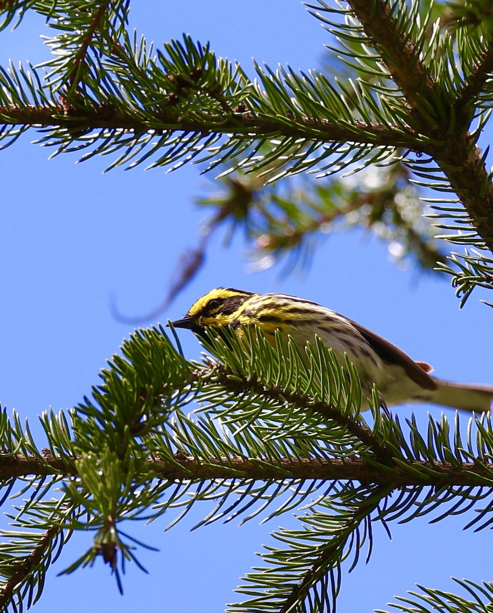 Townsend's Warbler - ML620558123