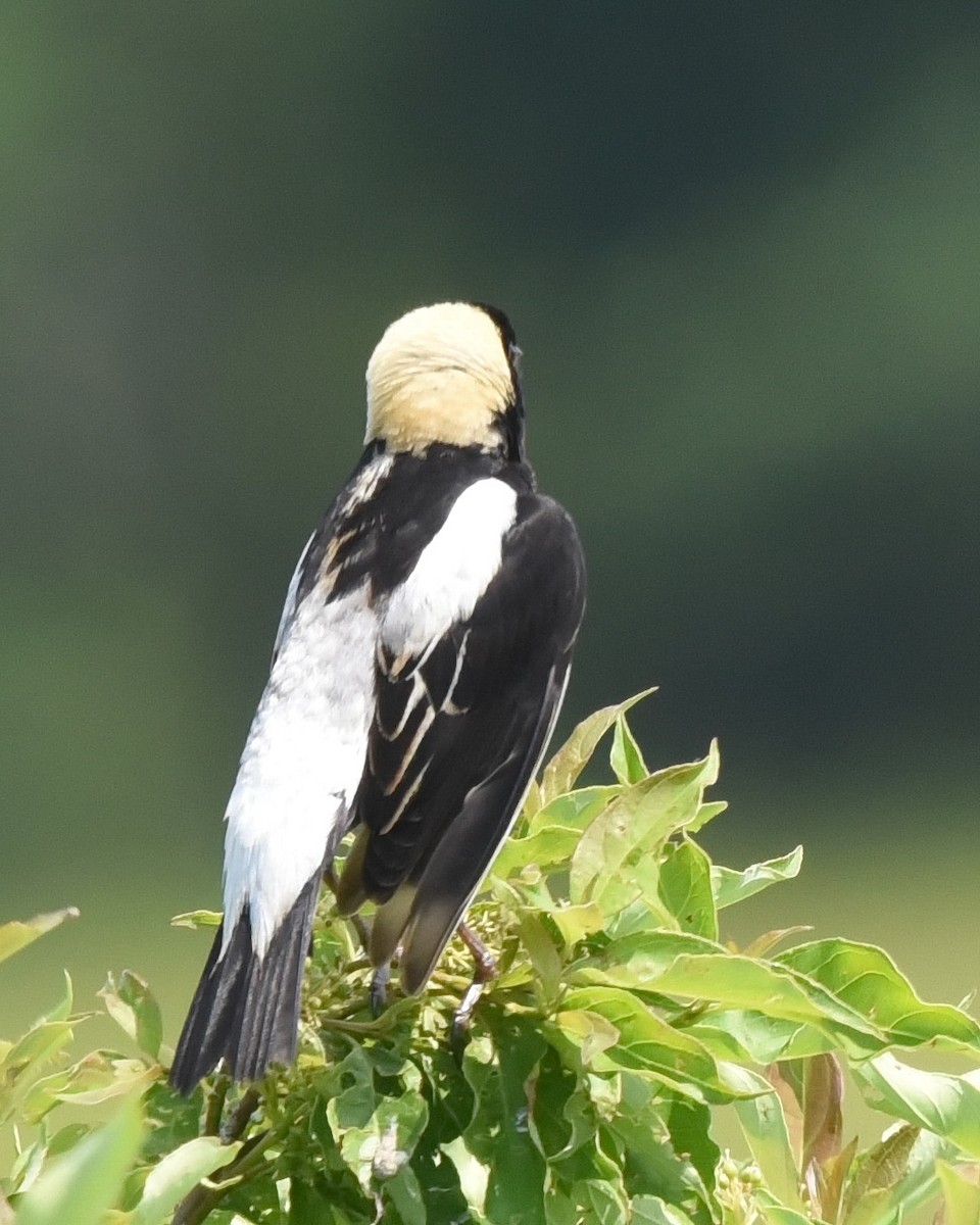 Bobolink - Barb and Lynn