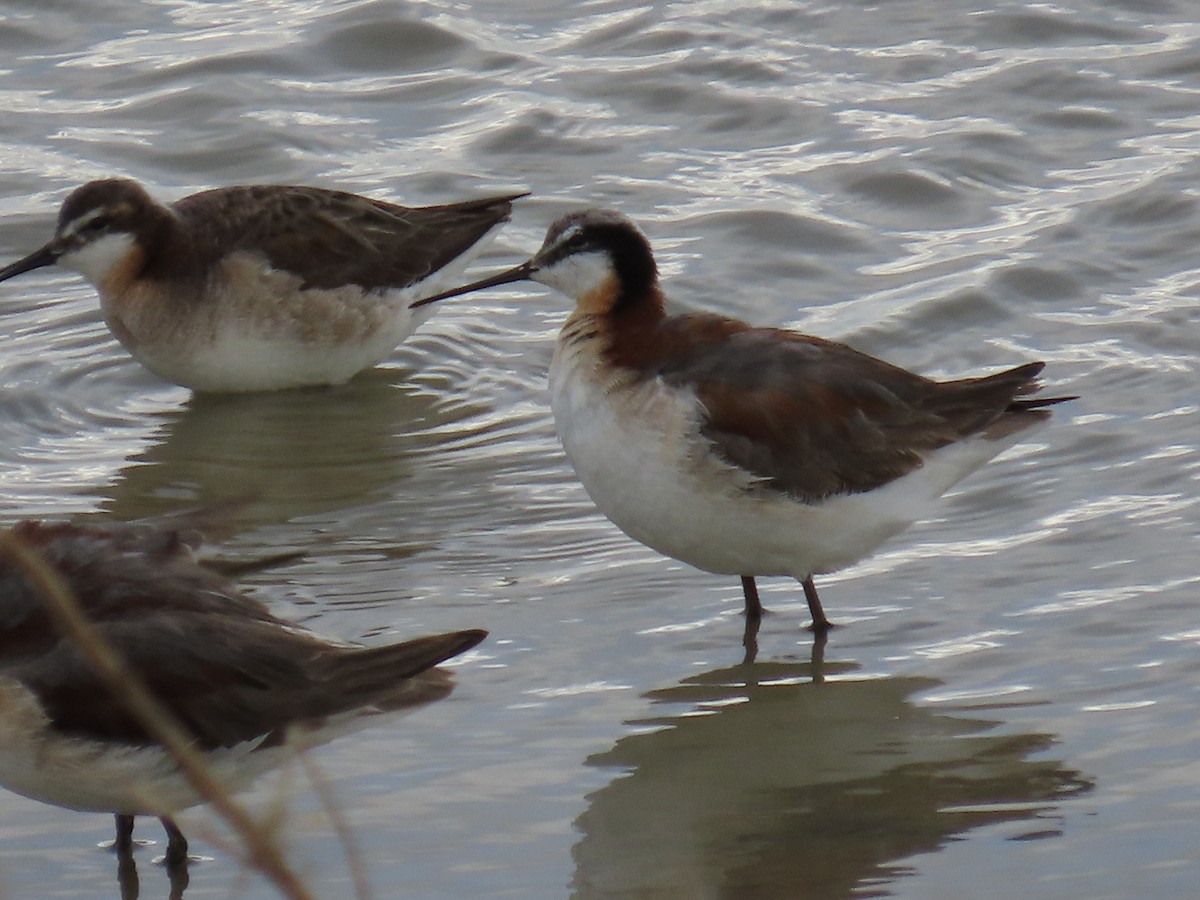 Phalarope de Wilson - ML620558126