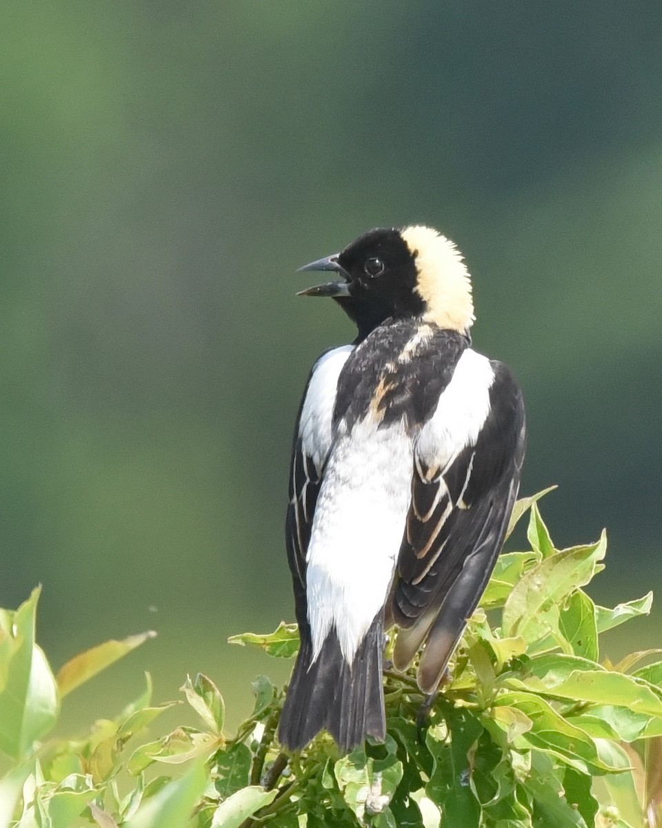 bobolink - ML620558127