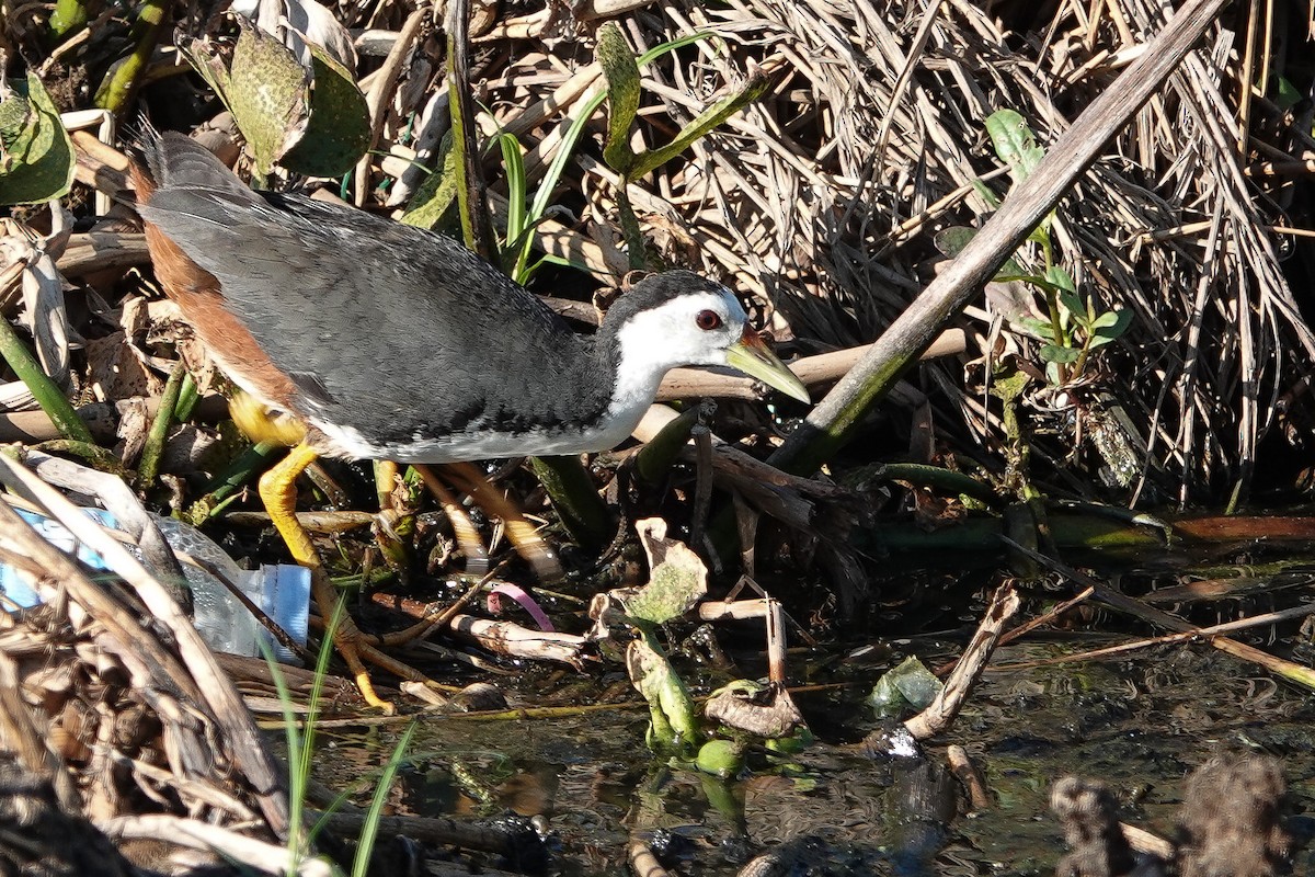 White-breasted Waterhen - ML620558128