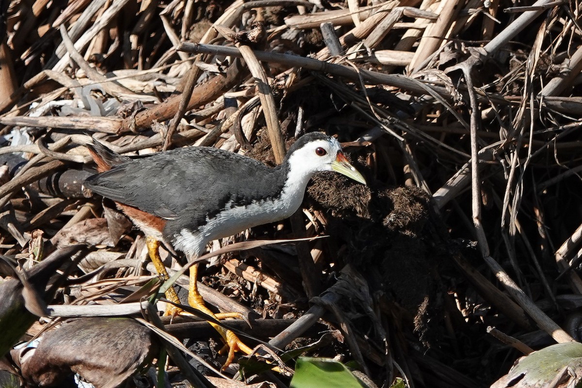 White-breasted Waterhen - ML620558130