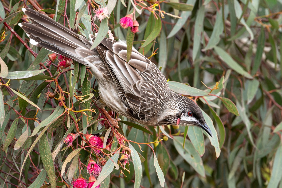 Red Wattlebird - ML620558138