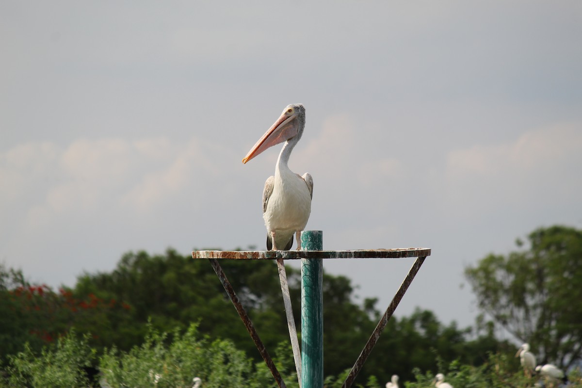 Spot-billed Pelican - ML620558141