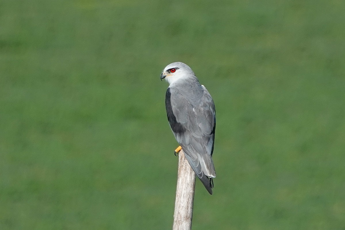 Black-winged Kite - ML620558144