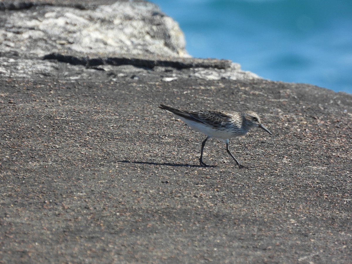 White-rumped Sandpiper - ML620558159