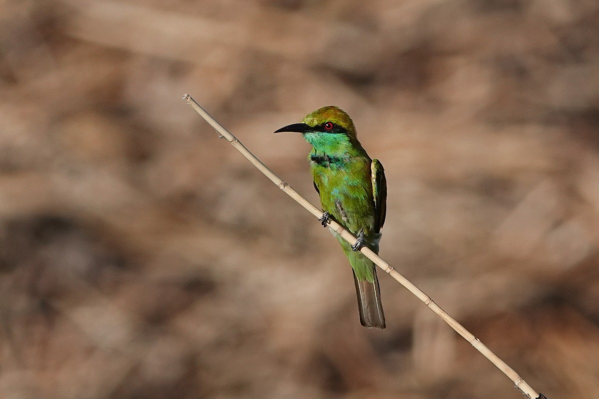 Asian Green Bee-eater - ML620558160