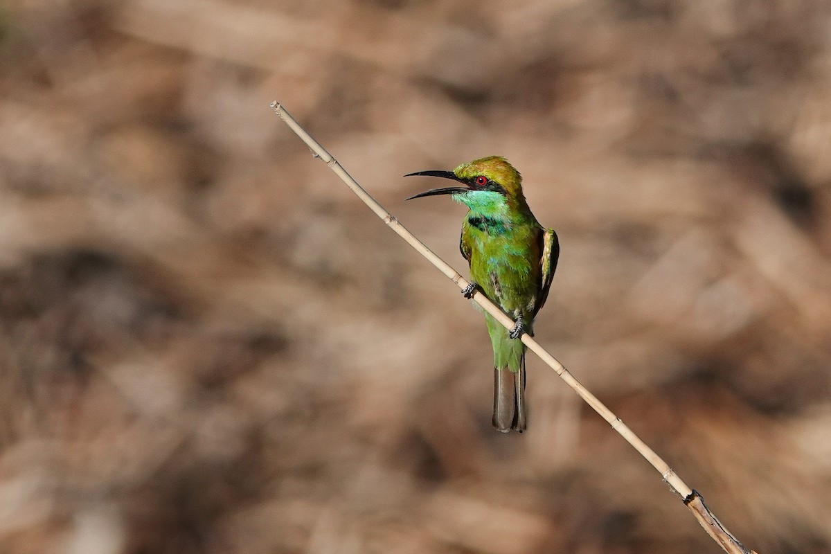 Asian Green Bee-eater - ML620558161