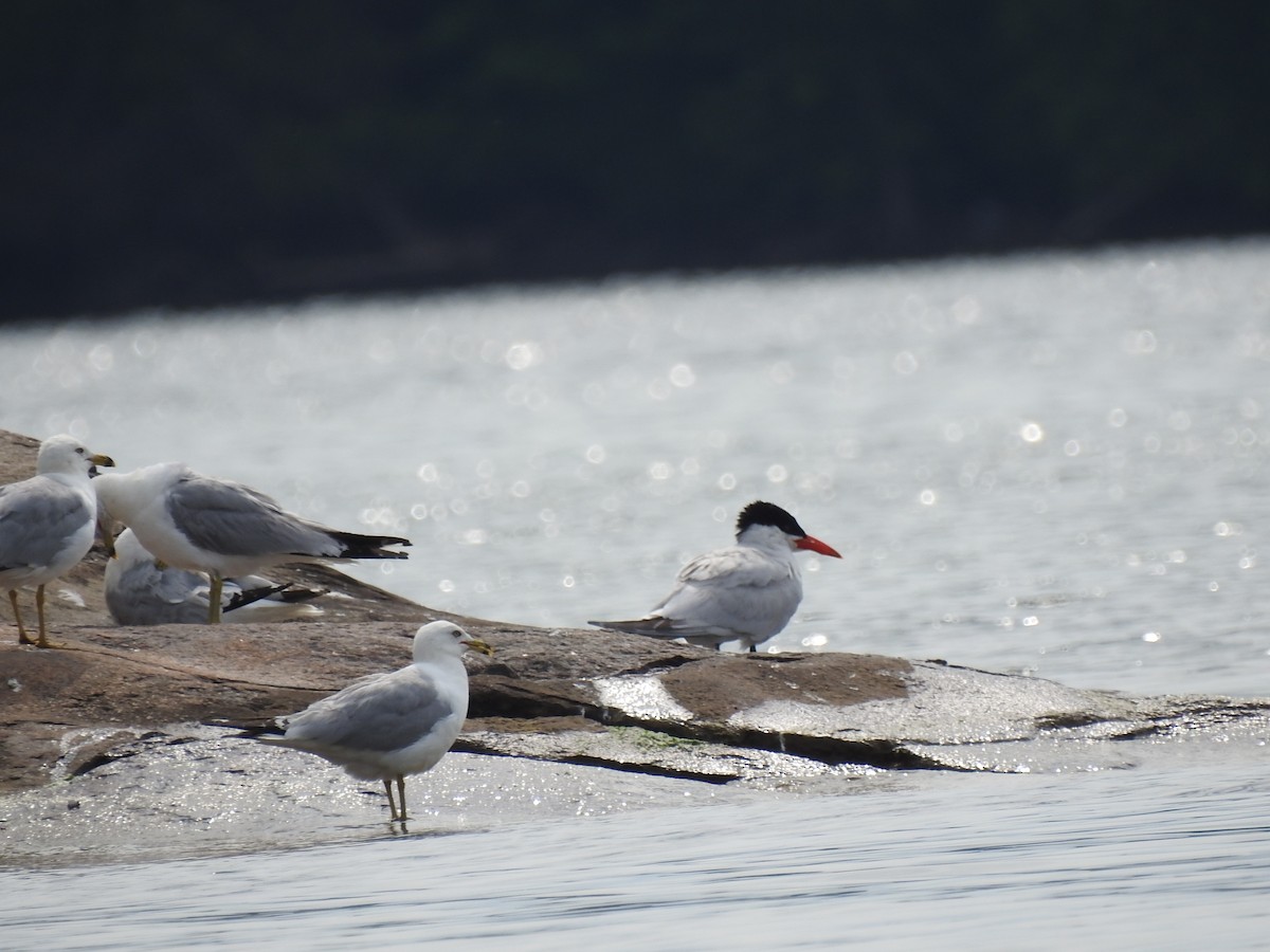 Common Tern - ML620558163