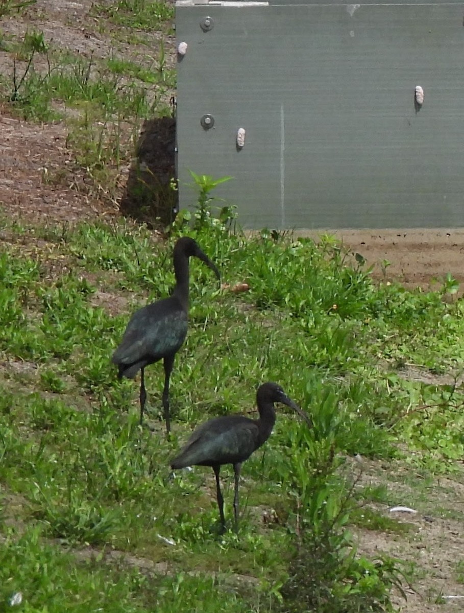 ibis hnědý - ML620558168