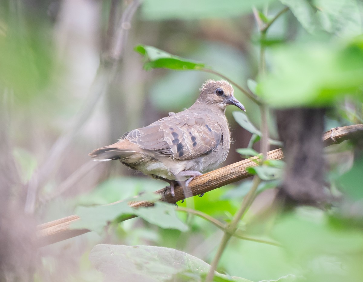 Maroon-chested Ground Dove - ML620558176