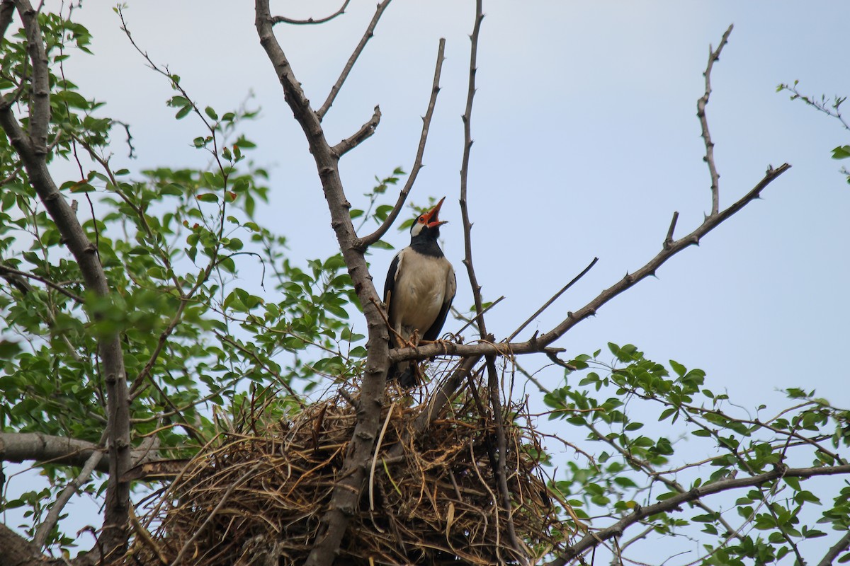 Indian Pied Starling - ML620558179