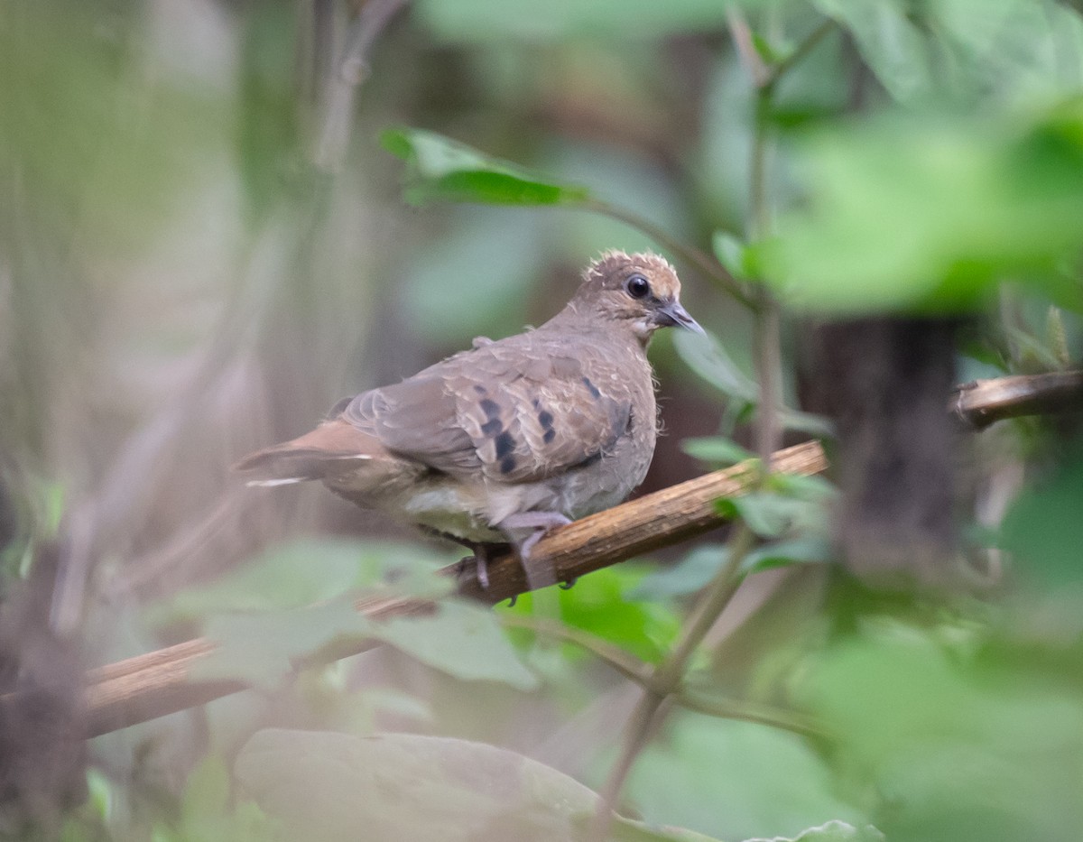 Maroon-chested Ground Dove - ML620558183