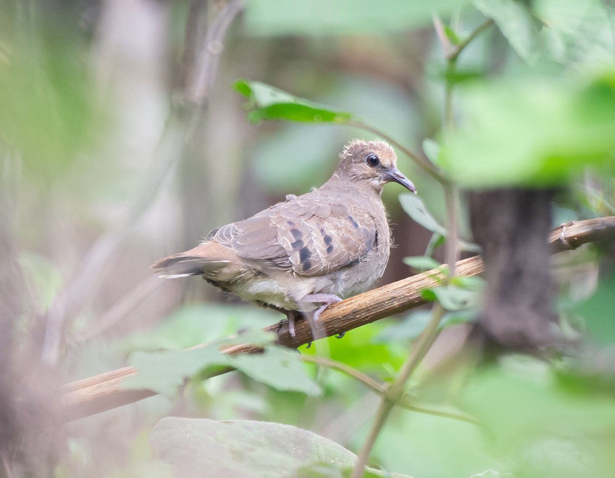 Maroon-chested Ground Dove - ML620558184