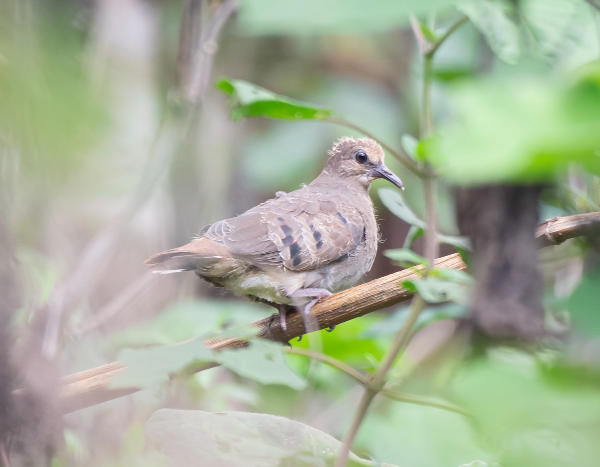 Maroon-chested Ground Dove - ML620558185