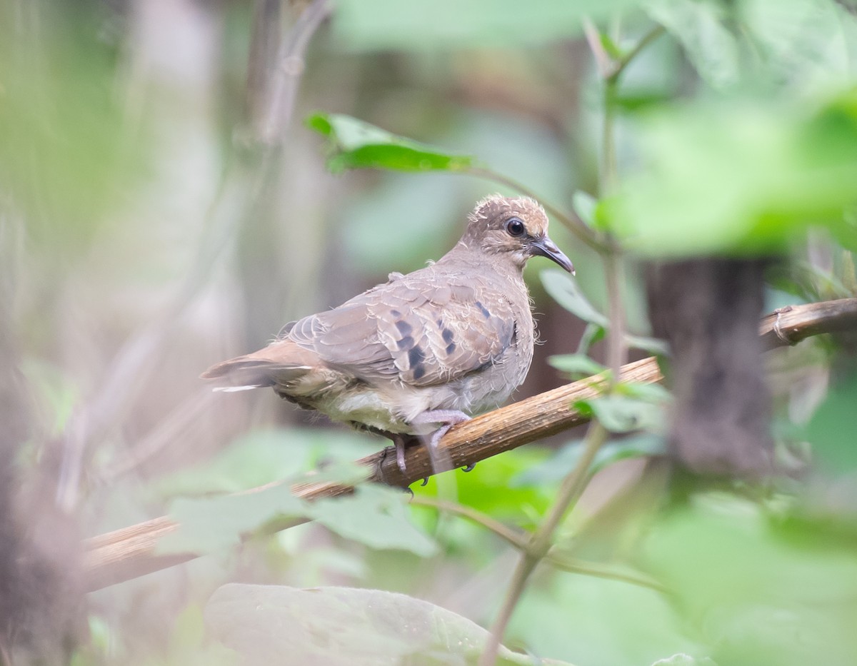 Maroon-chested Ground Dove - ML620558186